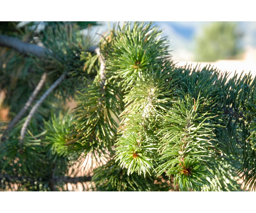 Bristlecone Pine